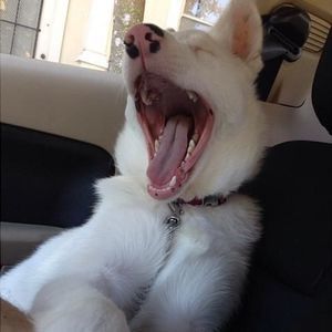 Meet your Posher, Irakli